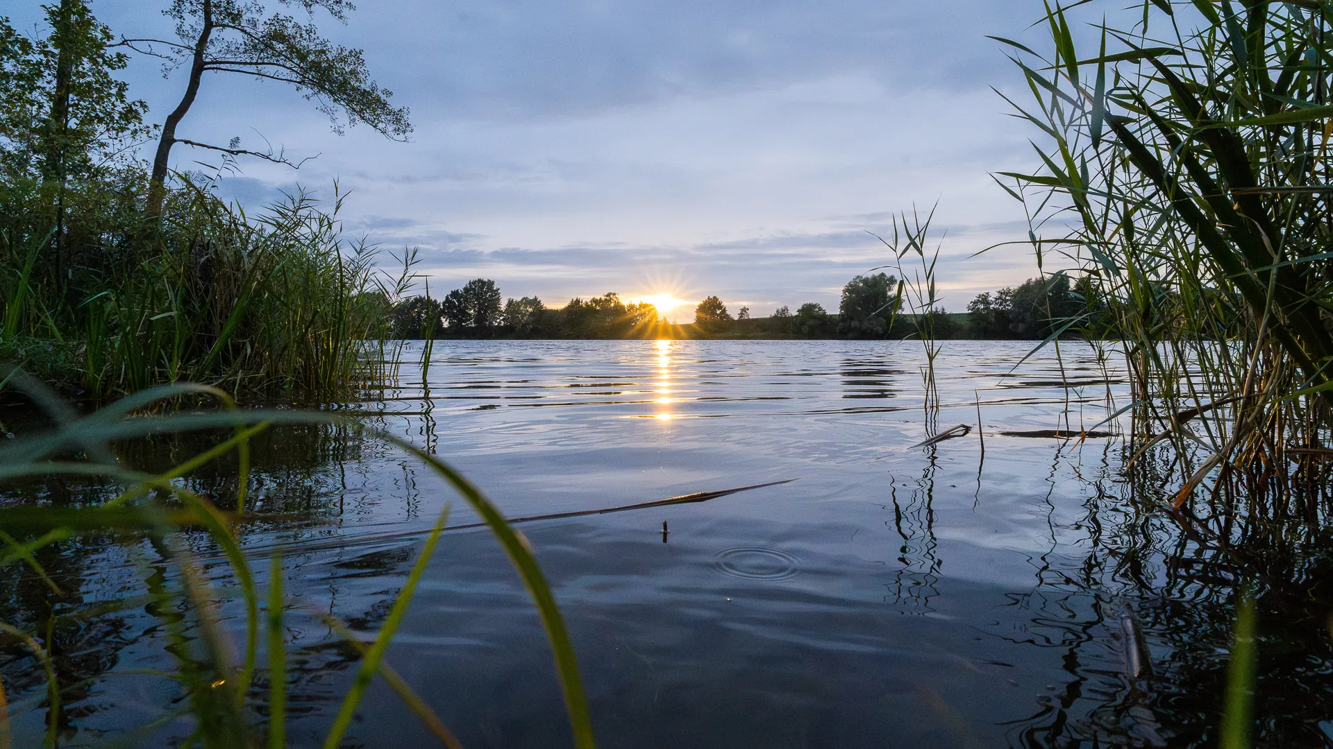 Zachód słońca nad wodą między trzcinami
